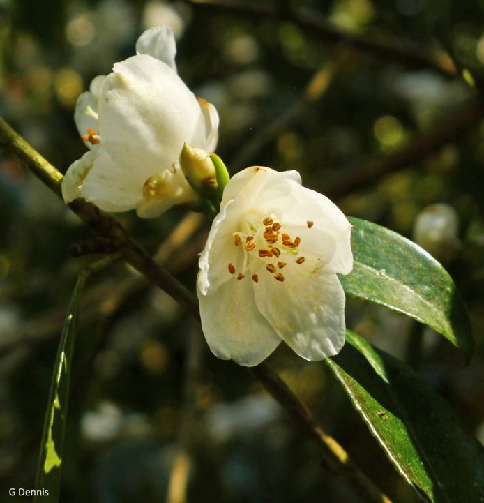 Camellia cuspidata