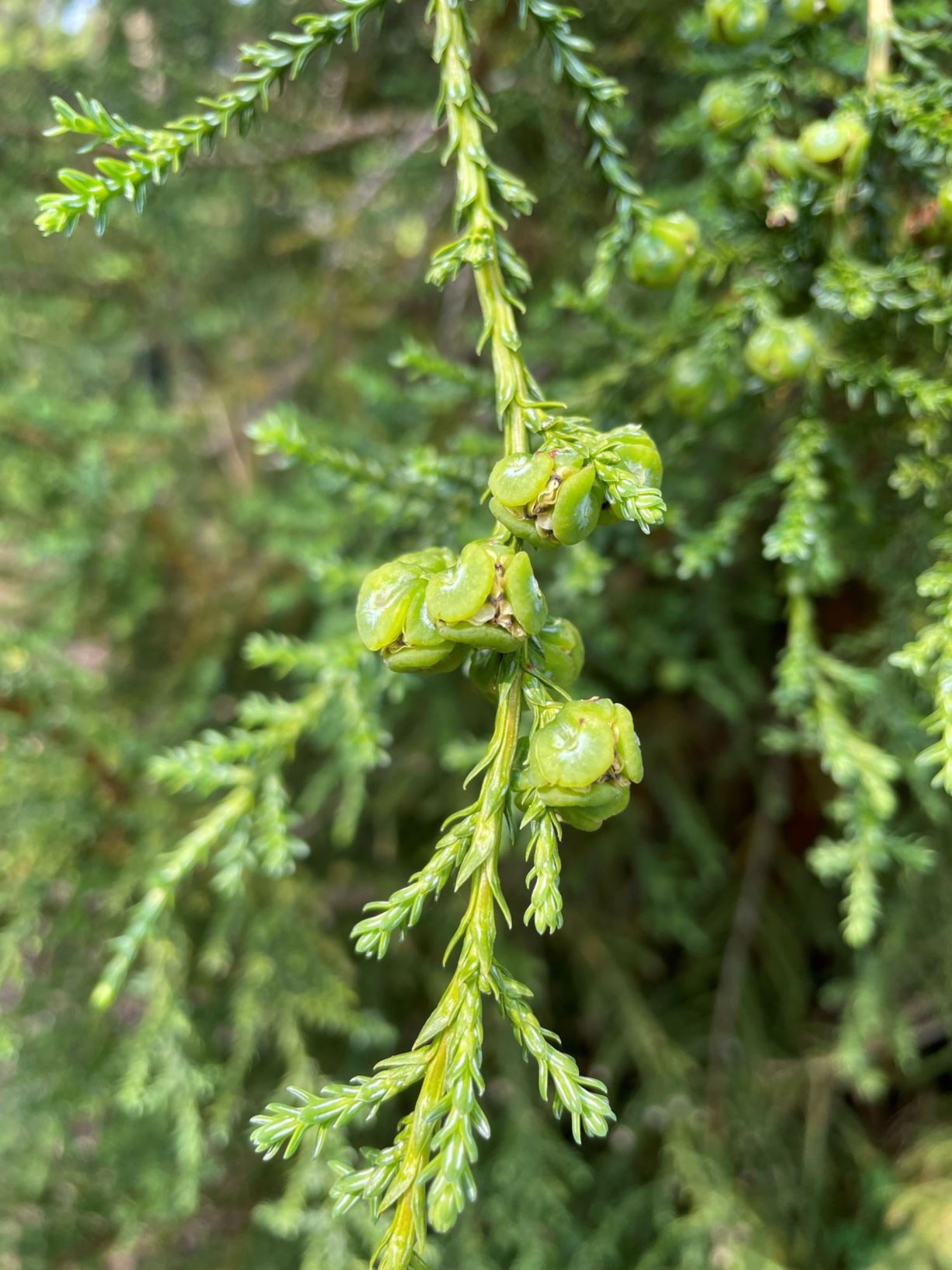 Fitzroya cupressoides - Alerce | Westonbirt