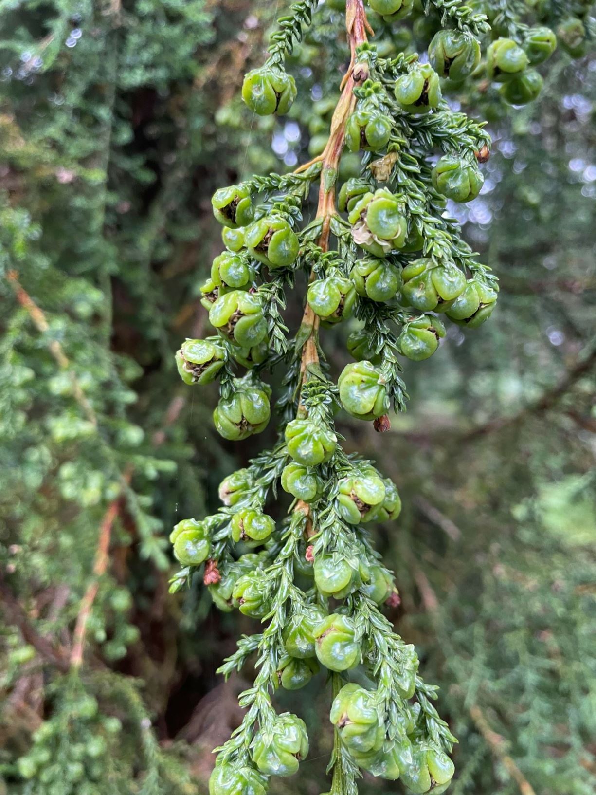 Fitzroya cupressoides - Alerce | Westonbirt