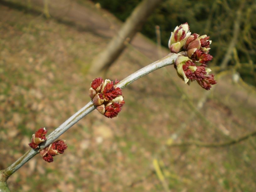 Acer negundo subsp. californicum - Box elder