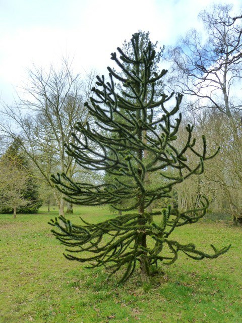 Araucaria araucana - Monkey puzzle