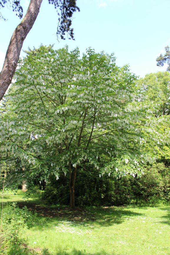 Davidia involucrata var. vilmoriniana - Handkerchief tree, Dove tree