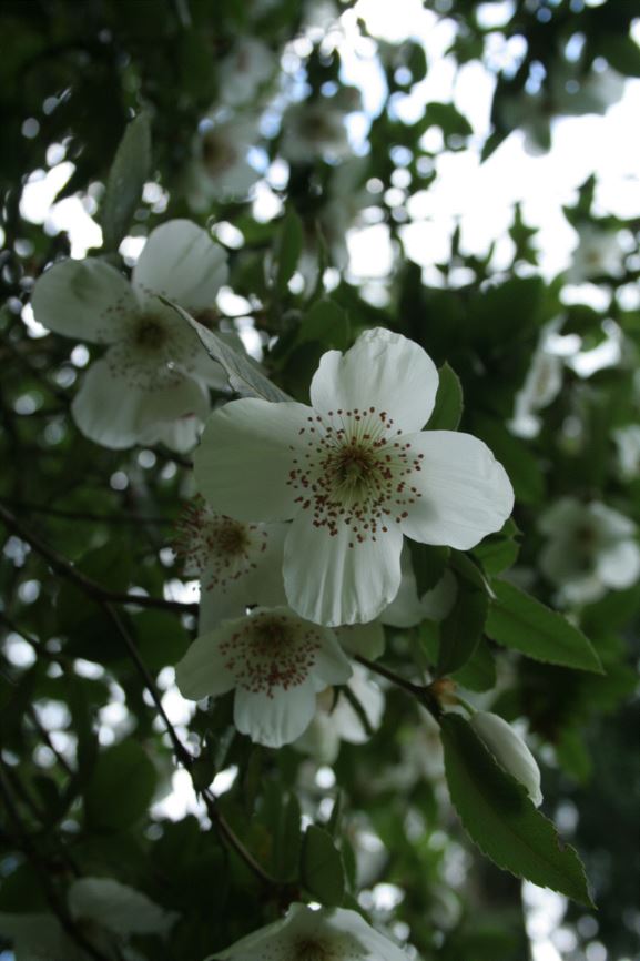 Eucryphia × nymansensis 'Nymansay'