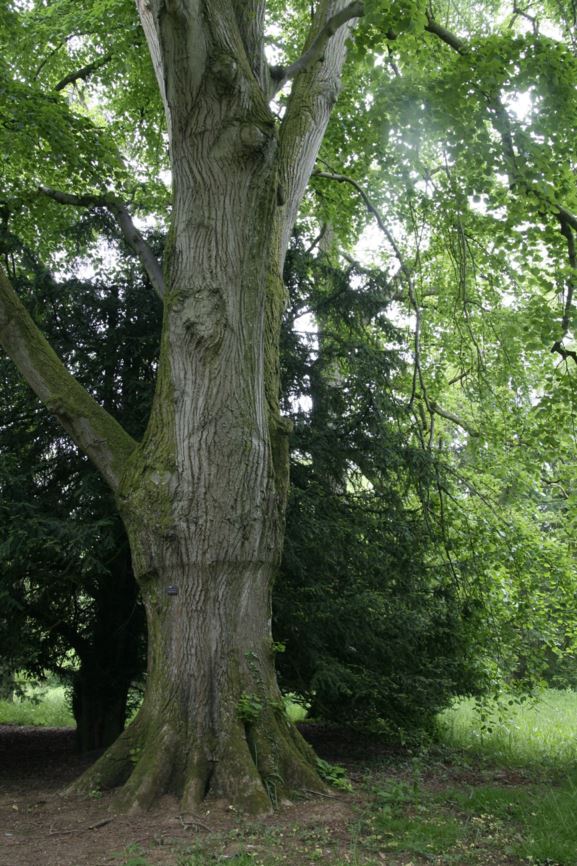 Tilia tomentosa 'Petiolaris' - Weeping silver lime | Westonbirt