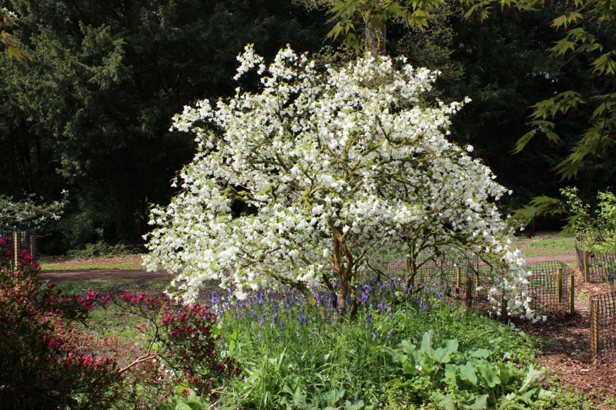 Rhododendron quinquefolium - Cork azalea