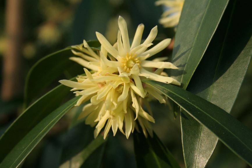 Illicium simonsii