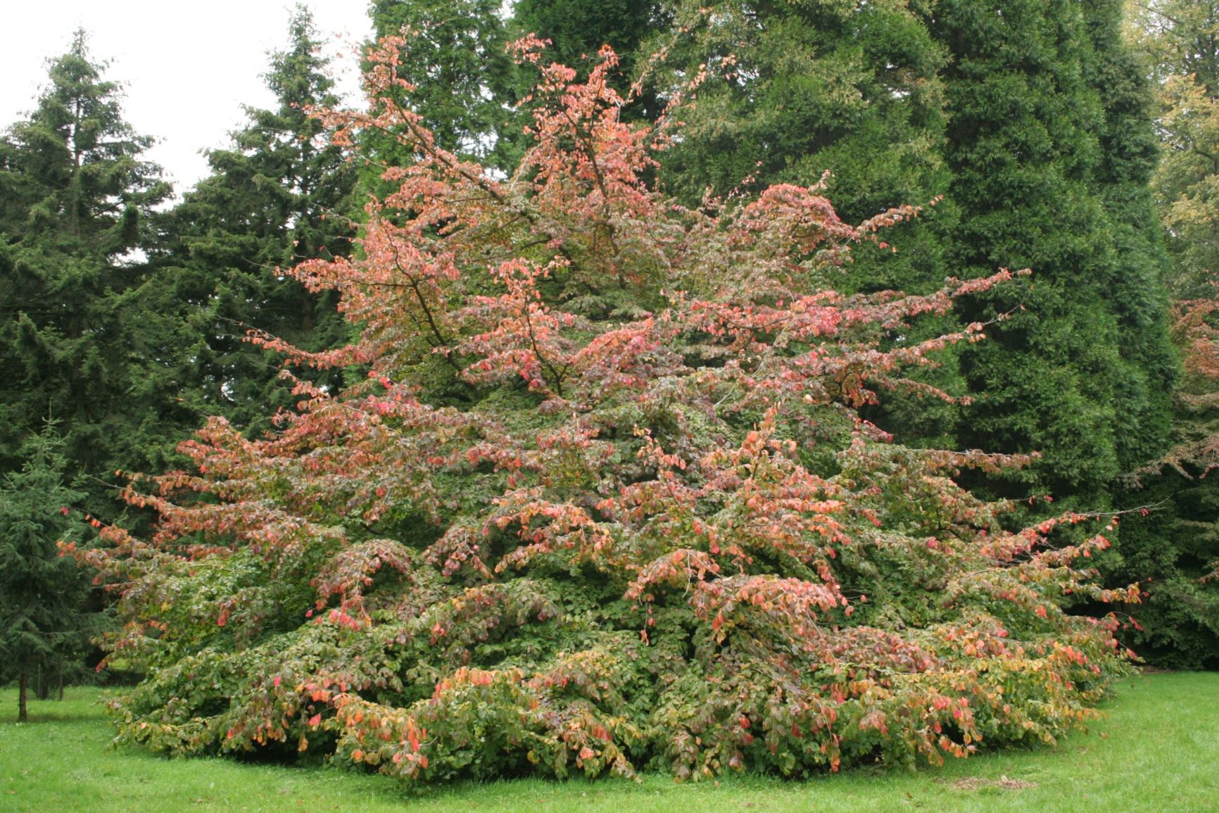 Parrotia persica - Persian ironwood