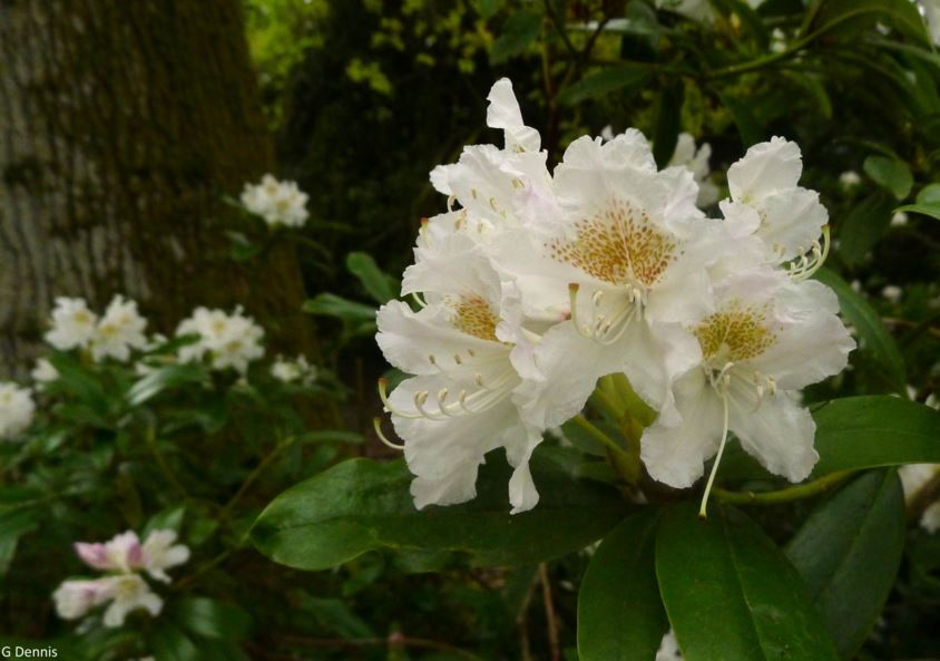 Rhododendron ponticum × caucasicum | Westonbirt