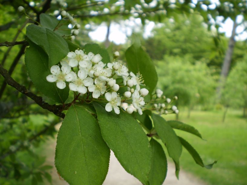 Photinia villosa - Oriental photinia