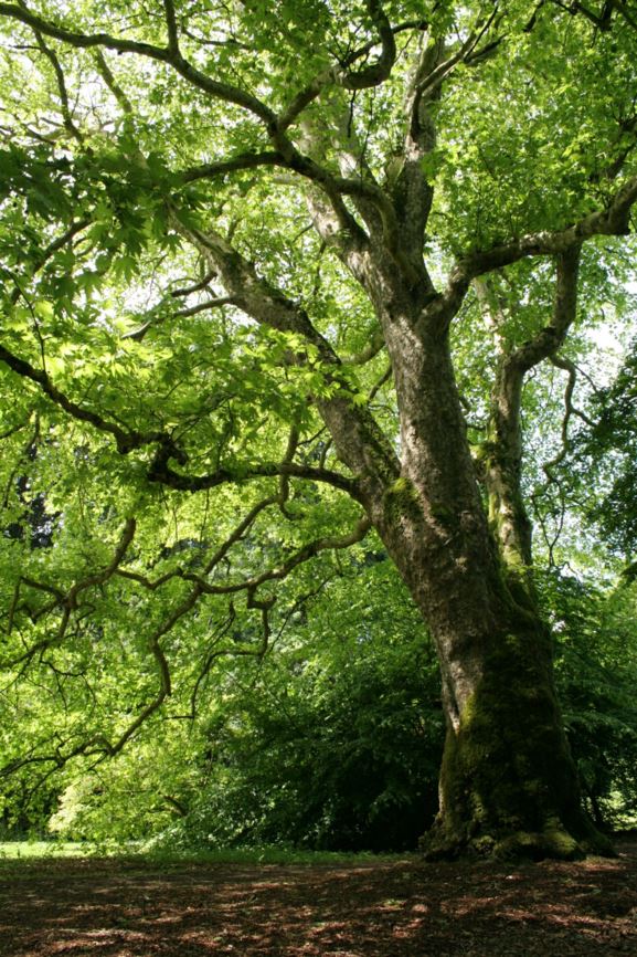 Platanus orientalis - Oriental plane