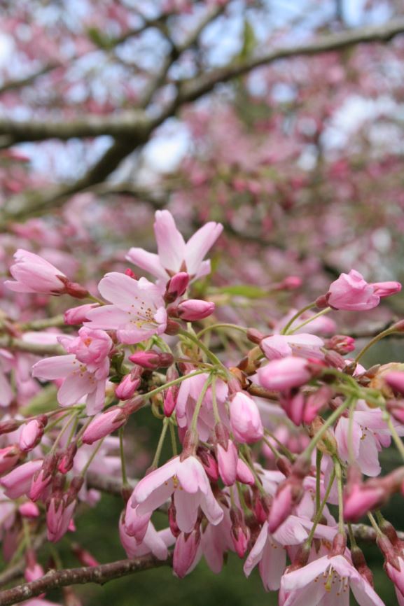 Prunus pendula 'Stellata' - Spring Cherry