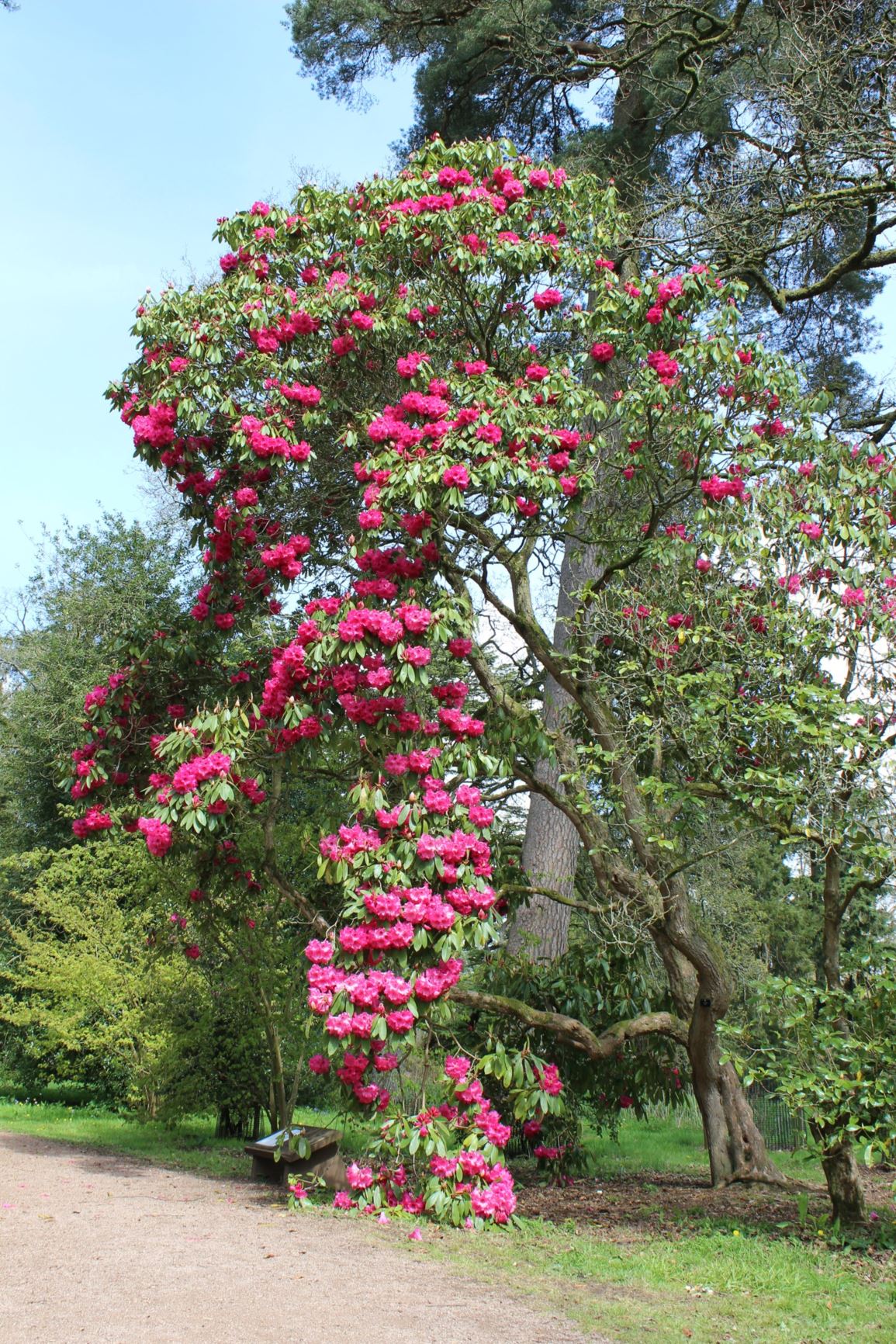 Rhododendron Ernest Gill Group | Westonbirt