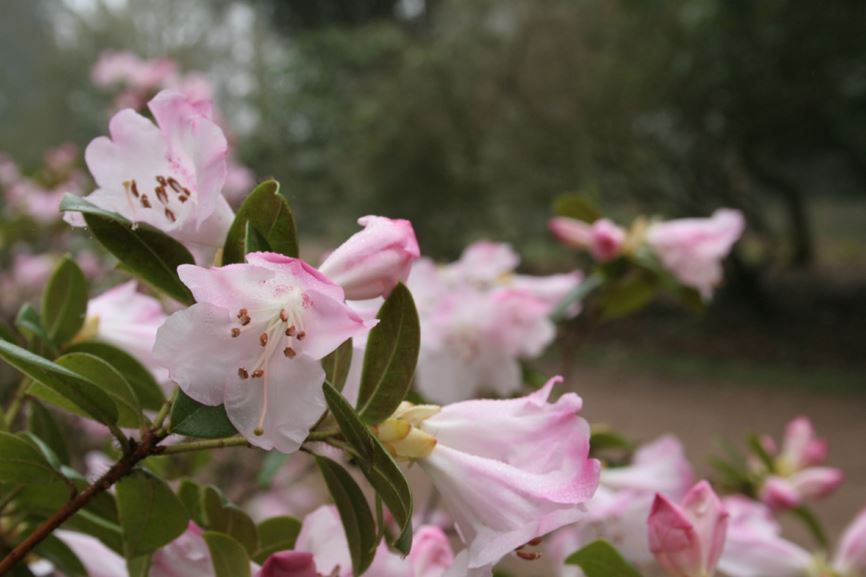 Rhododendron 'Cilpinense' - Arbuste Persistant à Fleurs Blanches Rosées - Hauteur 20-30 Cm En Pot - Floraison Février-mars - Pour Sol Acide Et Mi-ombre - 10