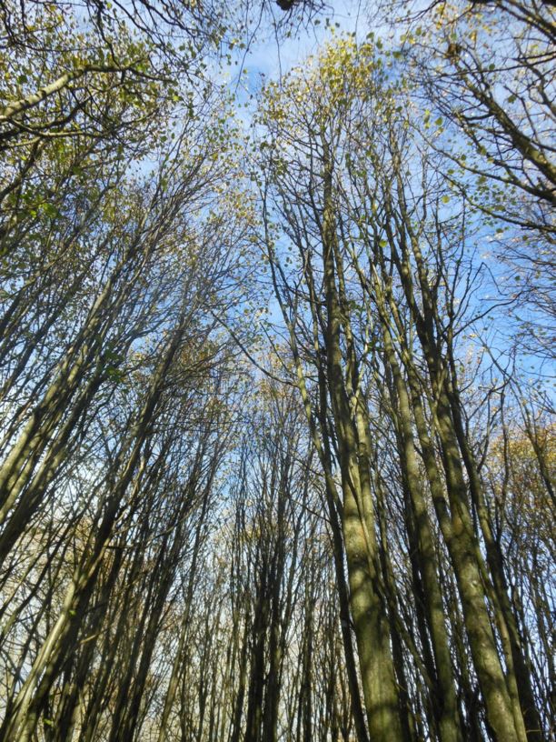 Tilia cordata - Small-leaved lime