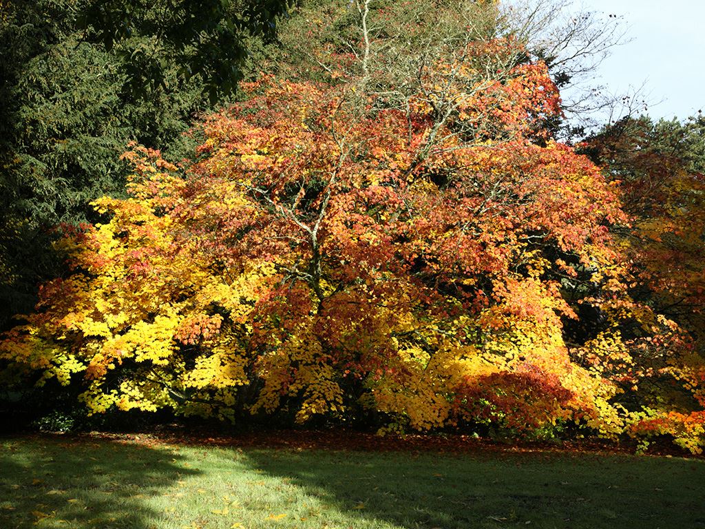 Acer japonicum 'Vitifolium' - Full moon maple