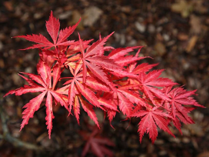 Acer (Amoenum Group) 'Autumn Glory' - Japanese maple | Westonbirt