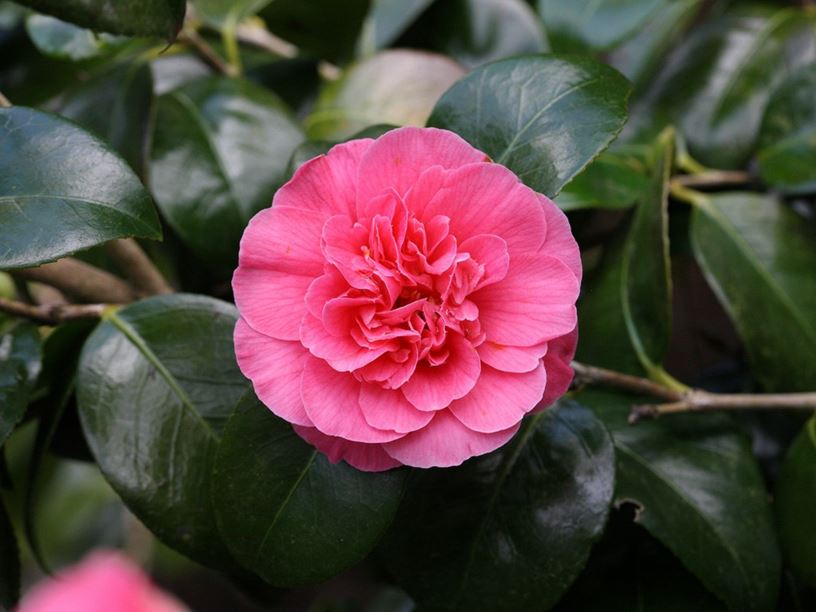 Camellia japonica 'Gloire de Nantes' - Camellia