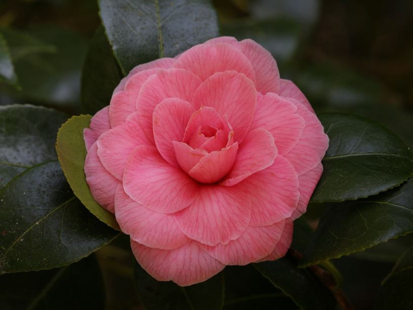 Camellia japonica 'Mathotiana Rosea'