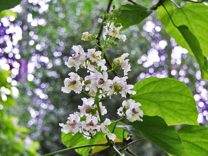 Catalpa