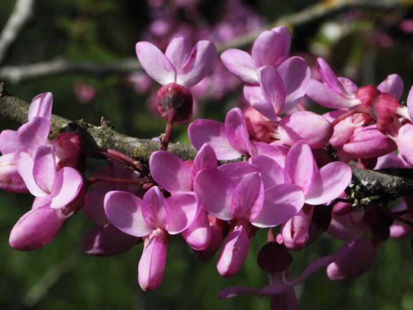 Cercis siliquastrum - Judas tree