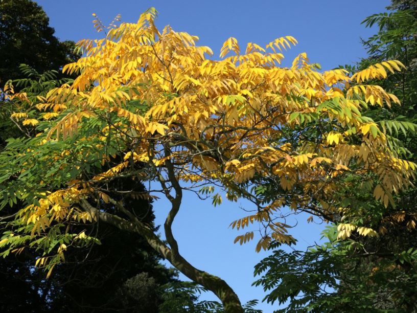 Cladrastis delavayi - Chinese Yellowwood