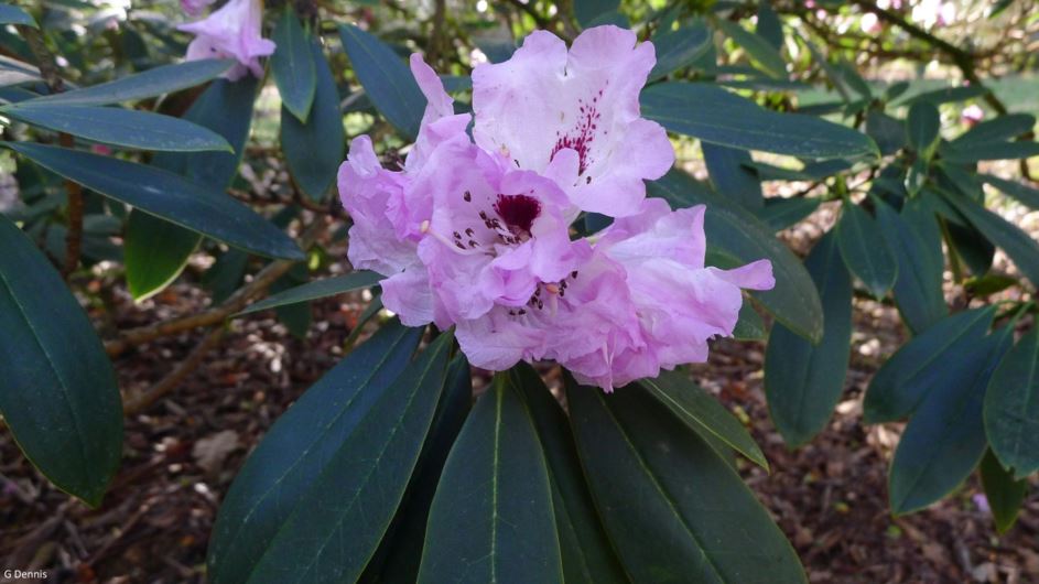Rhododendron praevernum