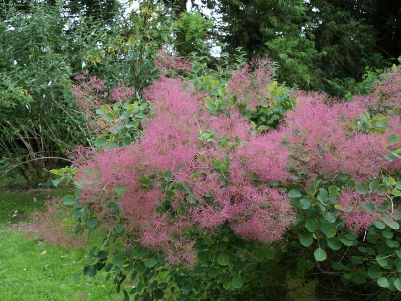 Cotinus coggygria - Smoke bush