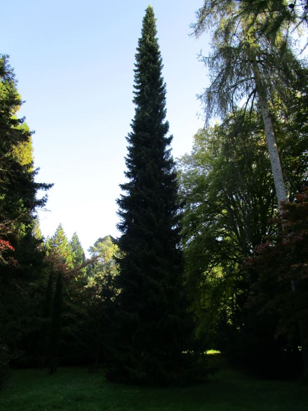 Picea omorika - Serbian spruce