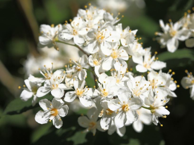 Deutzia parviflora | Westonbirt