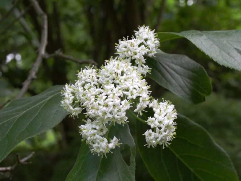 Ehretia dicksonii