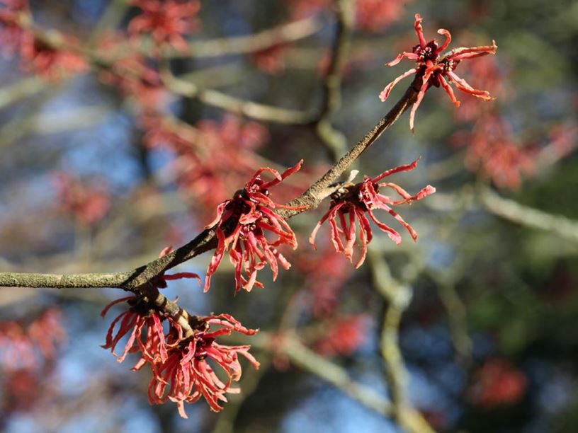 Hamamelis × intermedia 'Ruby Glow' - Witch hazel