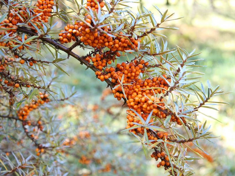 Hippophae rhamnoides - Sea buckthorn | Westonbirt