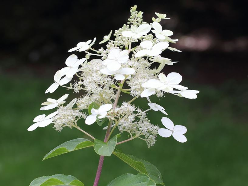 Hydrangea paniculata 'Savill Lace'