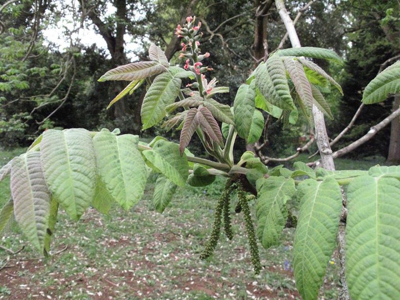 Juglans ailantifolia - Japanese walnut