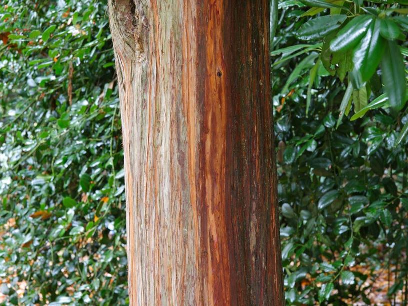 Juniperus recurva var. coxii - Drooping juniper