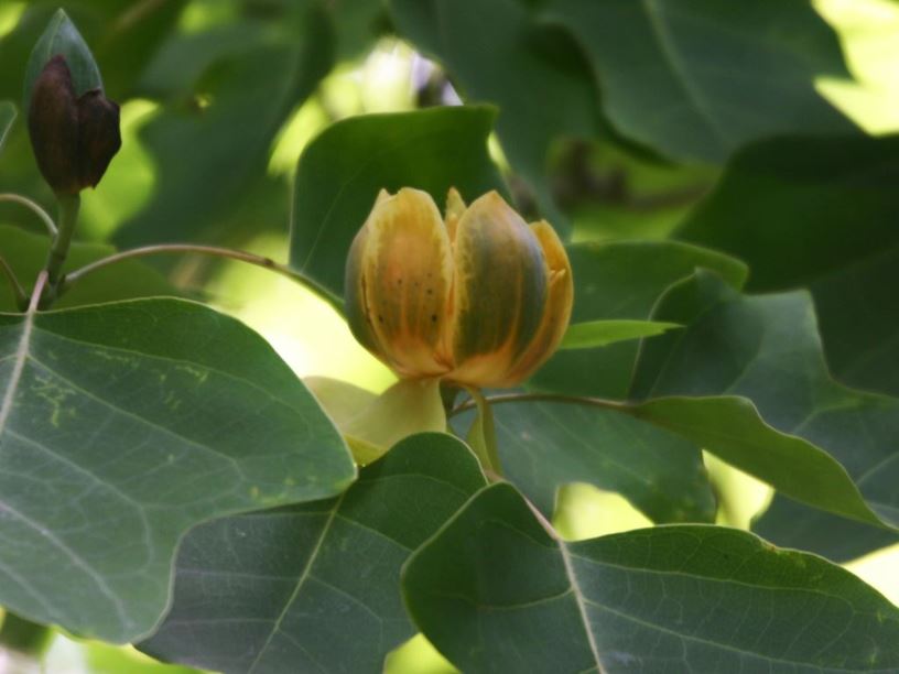 Liriodendron chinense - Chinese tulip tree