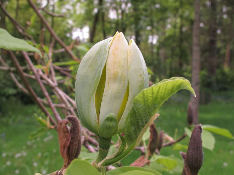 Magnolia acuminata - Cucumber tree