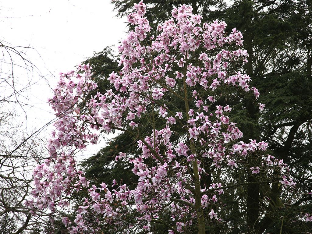 Magnolia campbellii subsp. mollicomata - Pink Tulip Tree