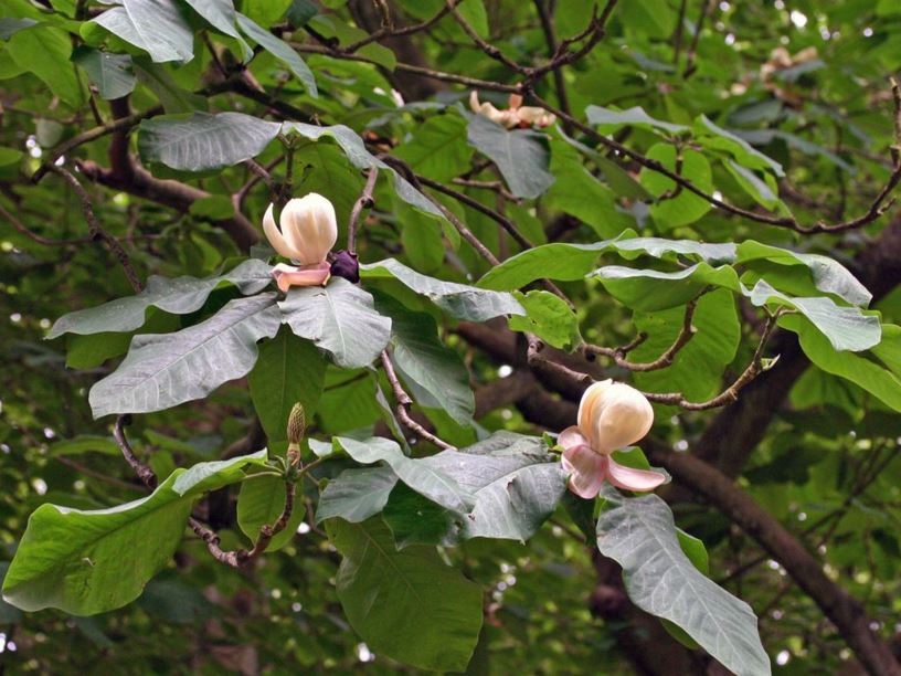 Magnolia obovata - Japanese Bigleaf Magnolia