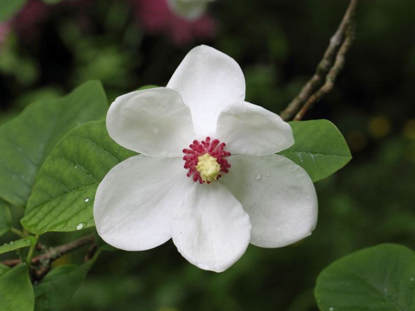 Magnolia sieboldii - Oyama magnolia