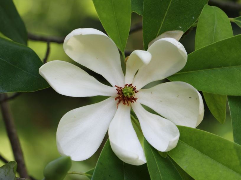 Magnolia virginiana - Sweet bay magnolia