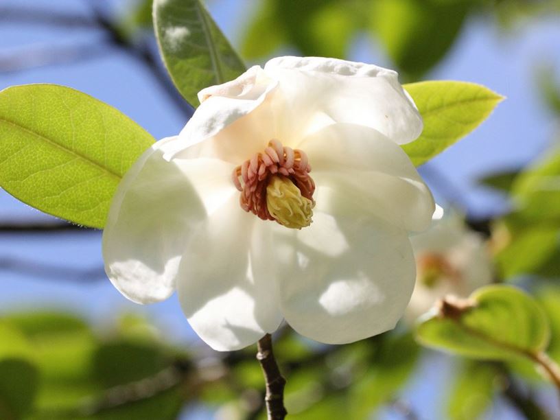 Magnolia wilsonii - Wilson's Magnolia