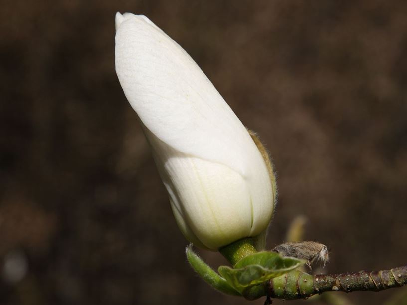 Magnolia × veitchii - Veitch's magnolia