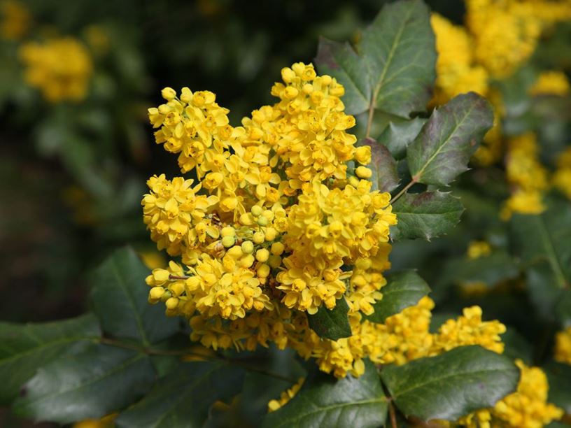 Mahonia Pinnata - California Barberry | Westonbirt