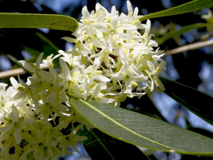 Osmanthus decorus - Caucasian osmanthus