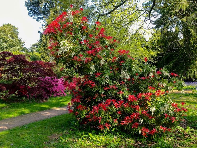 Pieris formosa var. forrestii