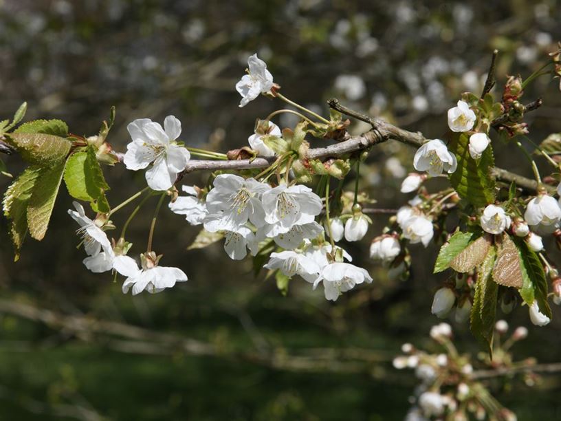 Prunus avium 'Plena' - Double gean