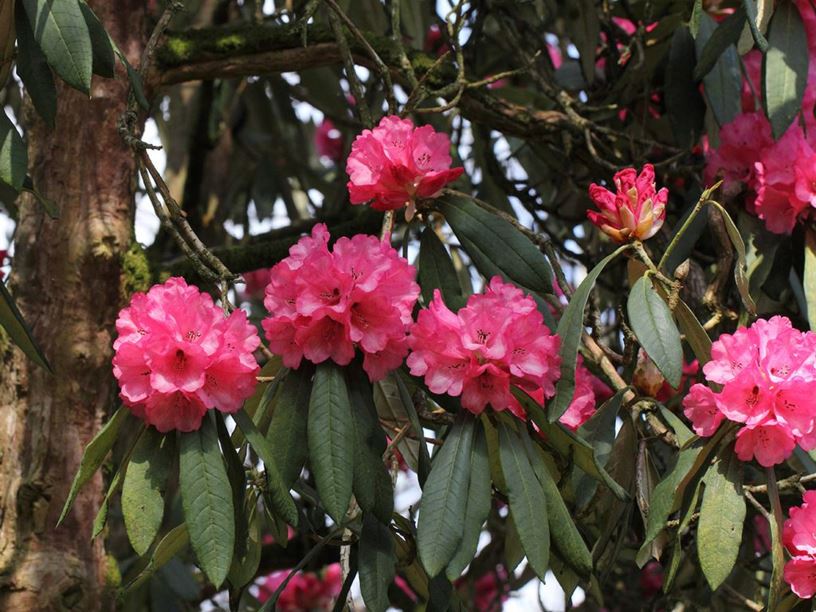 Rhododendron arboreum subsp. arboreum