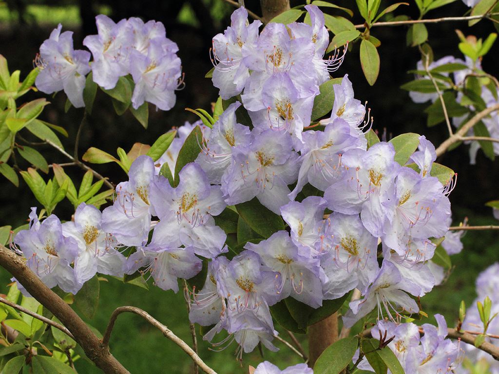 True Blue Rhododendron Rhododendron augustinii - Blue rhododendron | Westonbirt