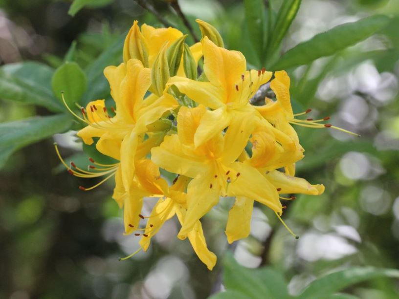 Rhododendron exbury hybrid - Azalea